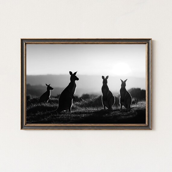 Black And White Kangaroo Sunrise Wildlife Photography Print