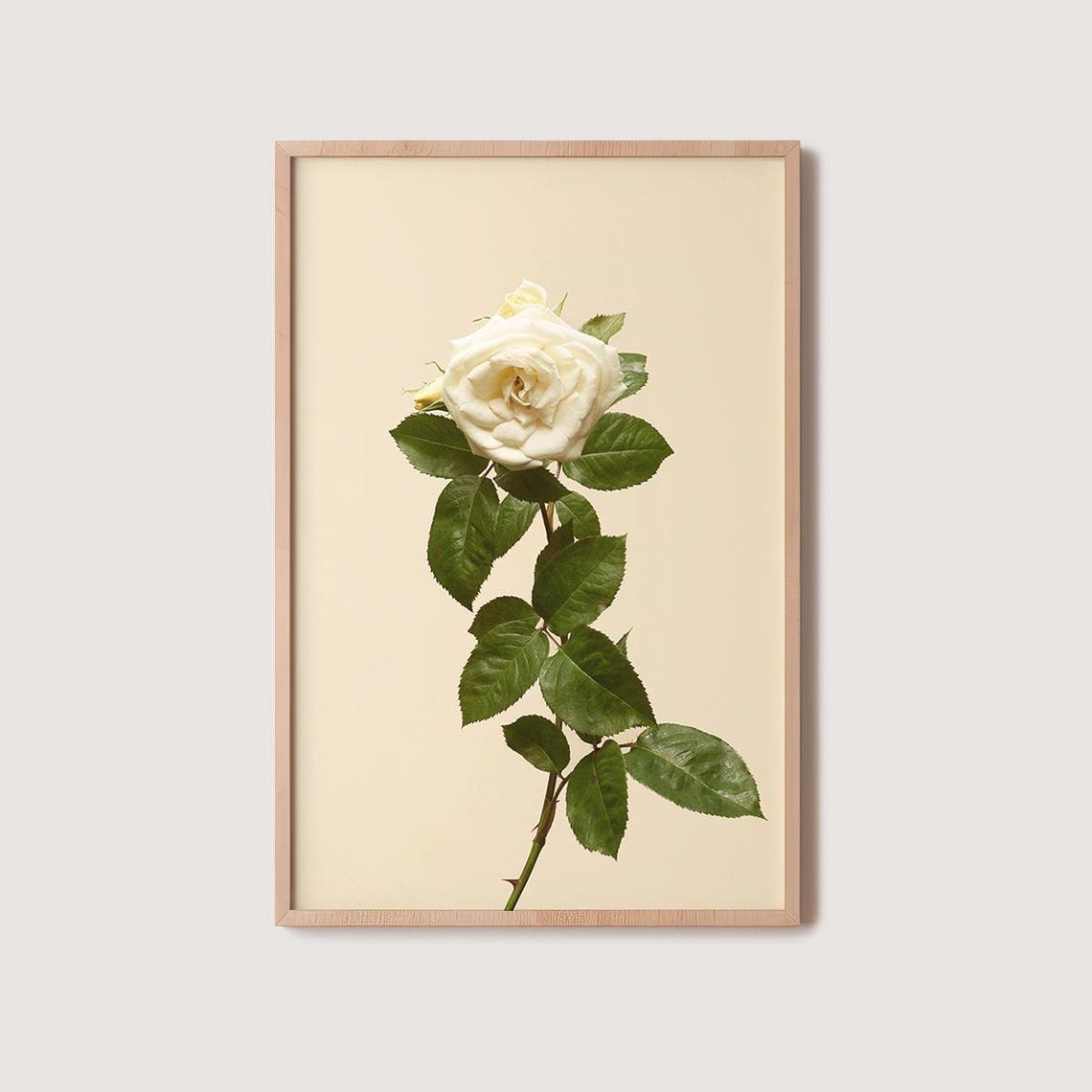 Elegant White Rose Bloom On Warm Cream Minimalist Floral Poster