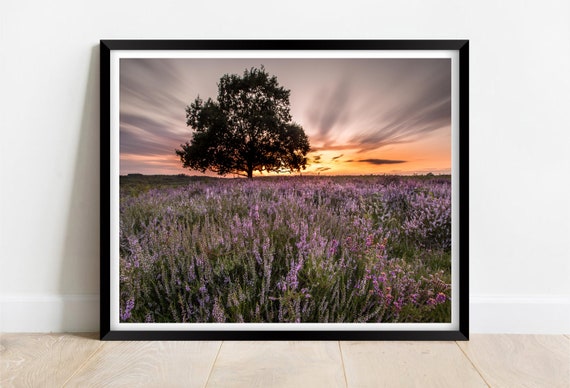Sunrise Over Purple Heather The New Forest Limited Edition Print Photography Fine Art Wall Art Exclusive Print Posters Photo