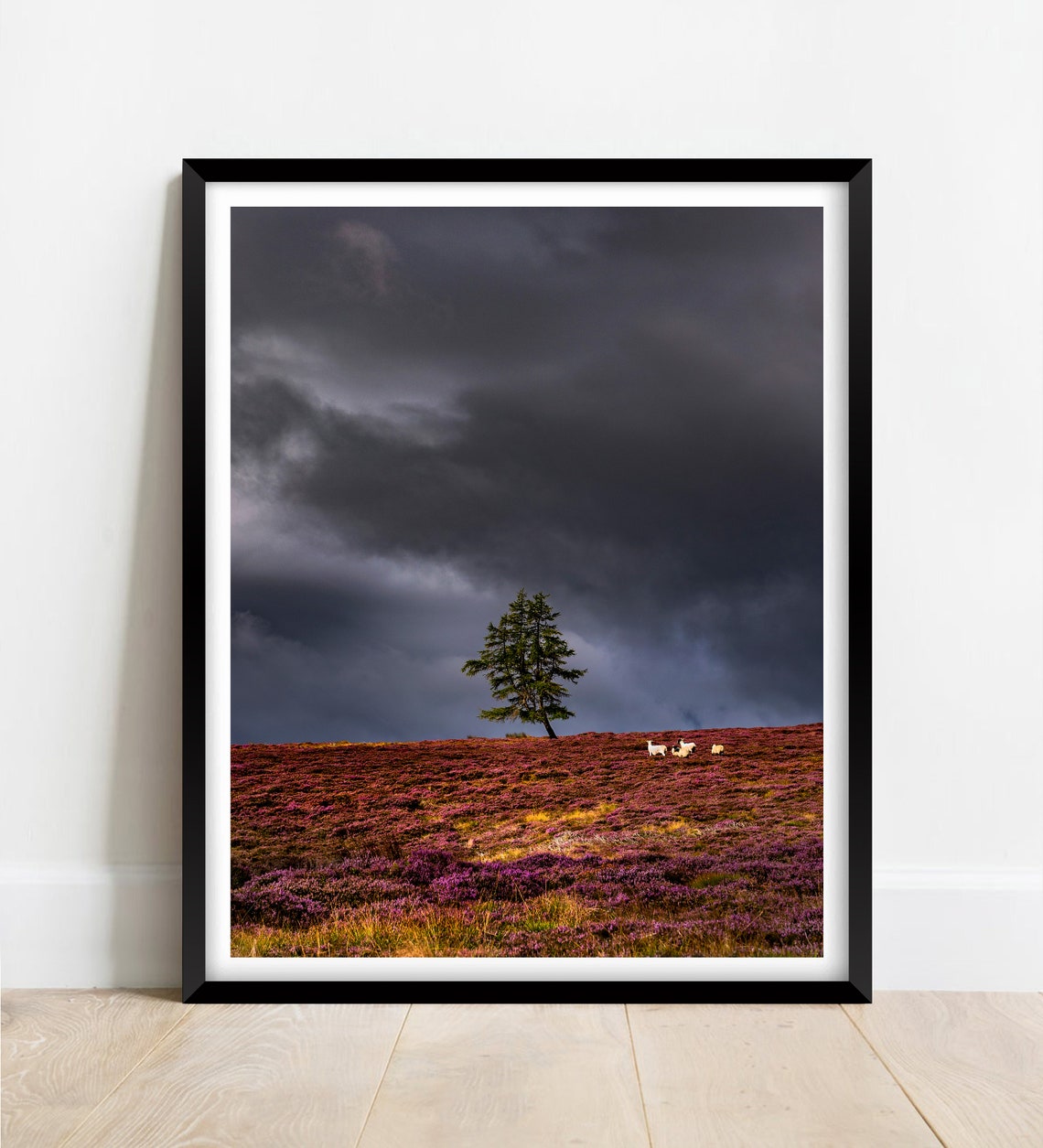 Aberdeenshire Scotland Heather Moor Lone Pine Tree Storm Poster
