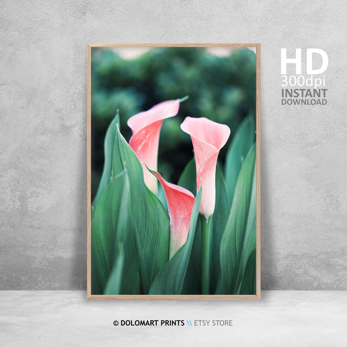 Pink Calla Lilies Among Green Leaves Floral Photography Poster - Image 4