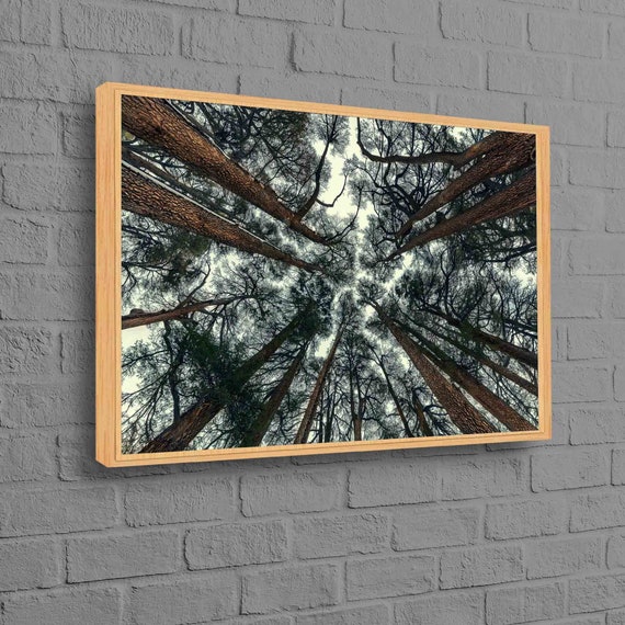 Forest Canopy Canvas Art Looking Up Tree Wall Decor Nature Perspective Poster Print Modern Cotton Tranquil