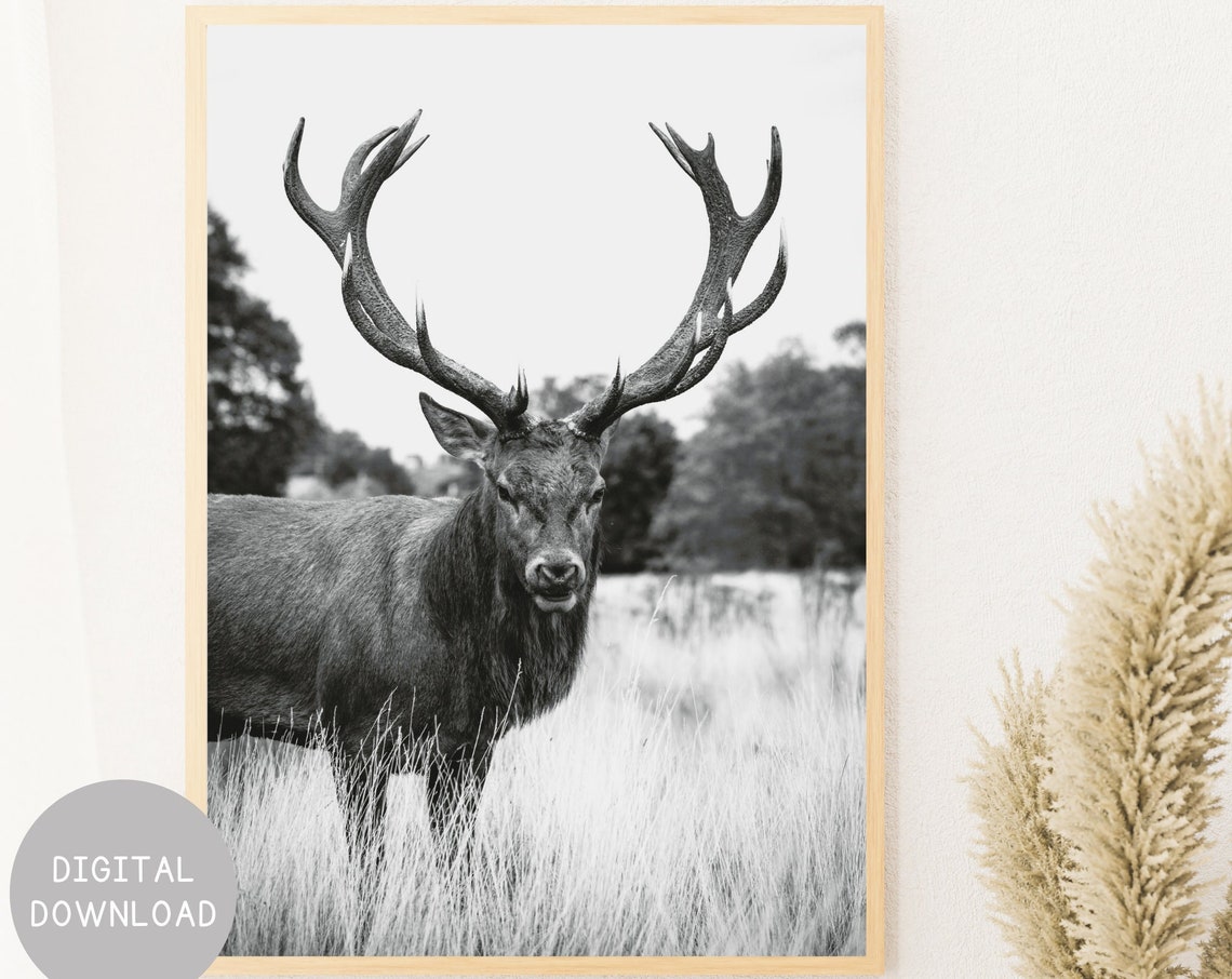 Black And White Stag Close Up Portrait Wildlife Photography Poster