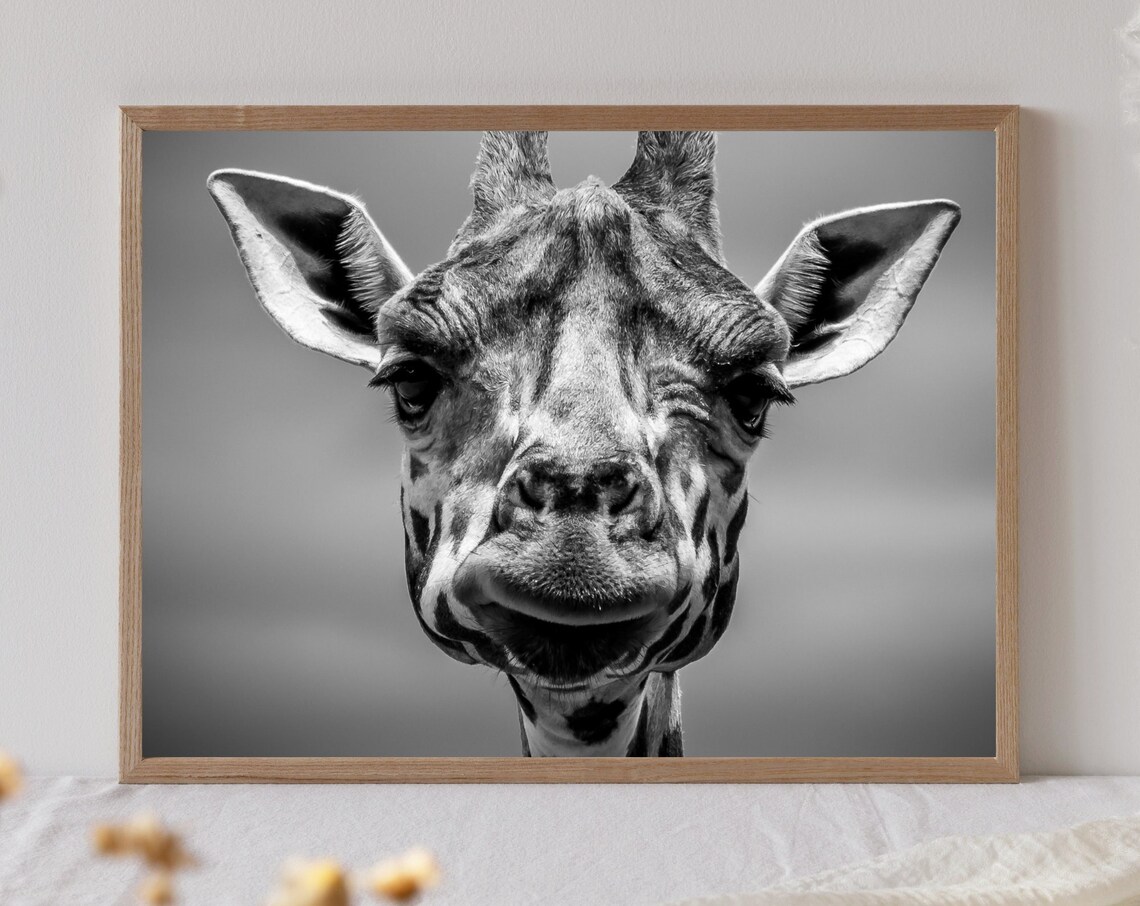 Giraffe Face Close Up Black White Safari Photo Funny Animal Poster