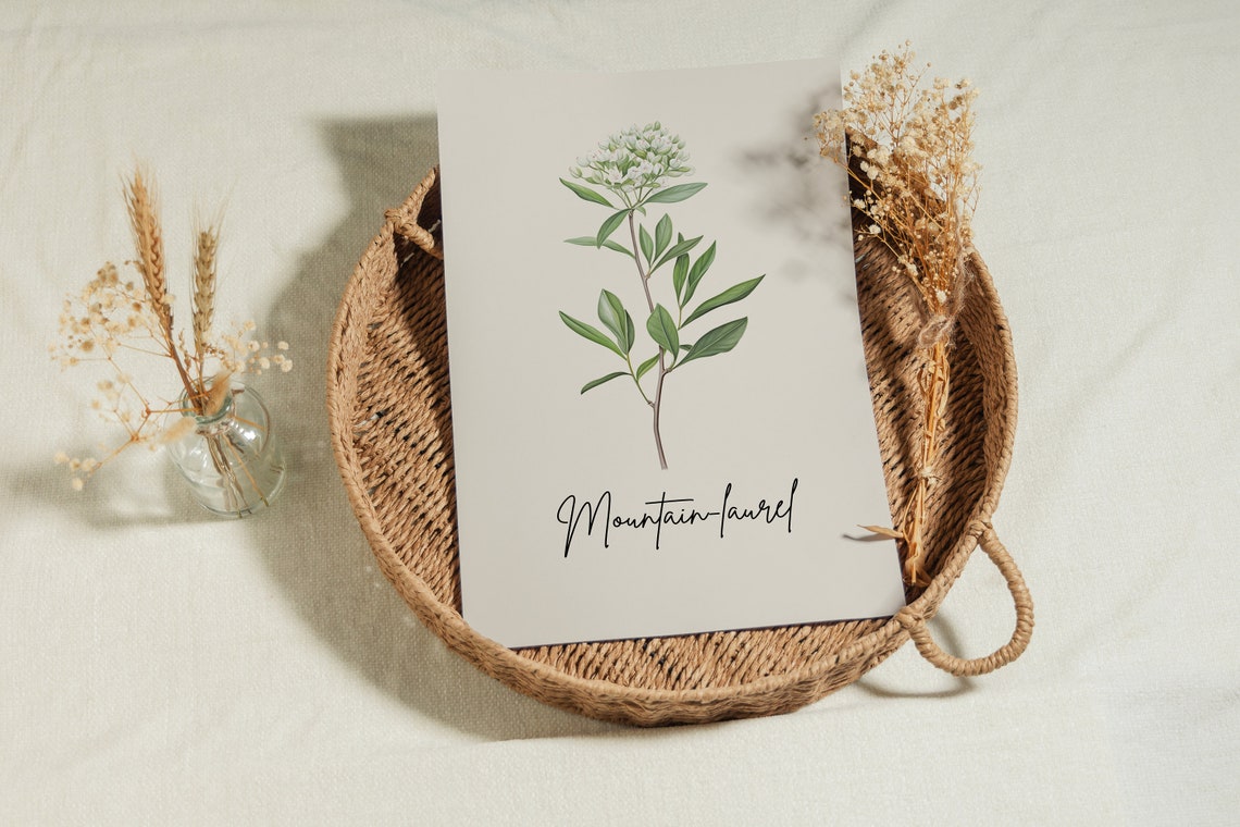 Mountain Laurel Botanical Watercolor State Flower Minimalist Art Print - Image 2