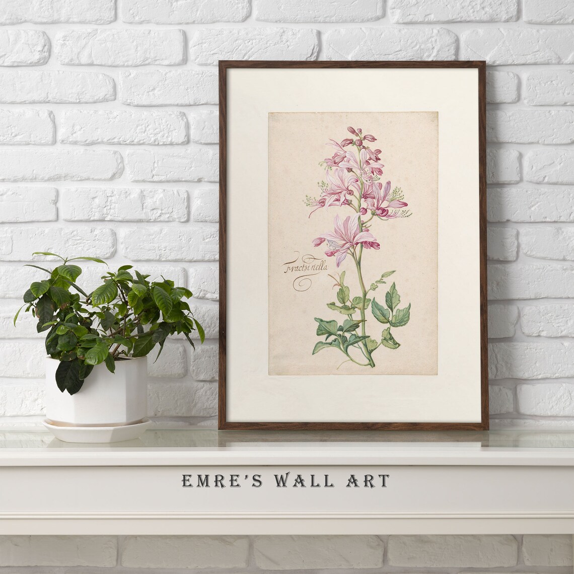 Pink Fraxinella Flower Vintage Botanical Engraving Floral Poster - Image 4