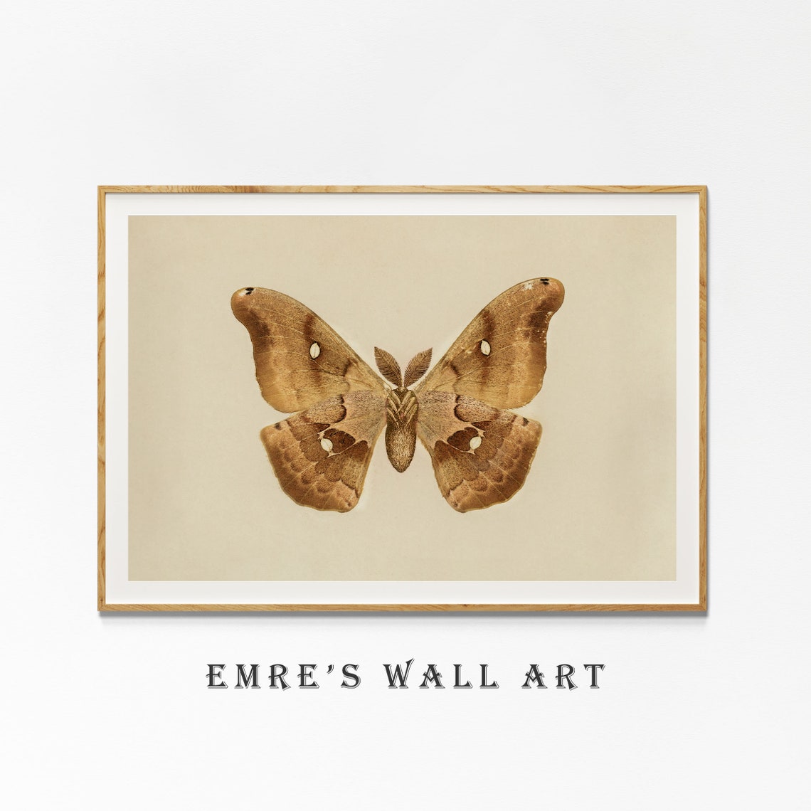Giant Silk Moth Insect Specimen Vintage Entomology Study Poster - Image 4