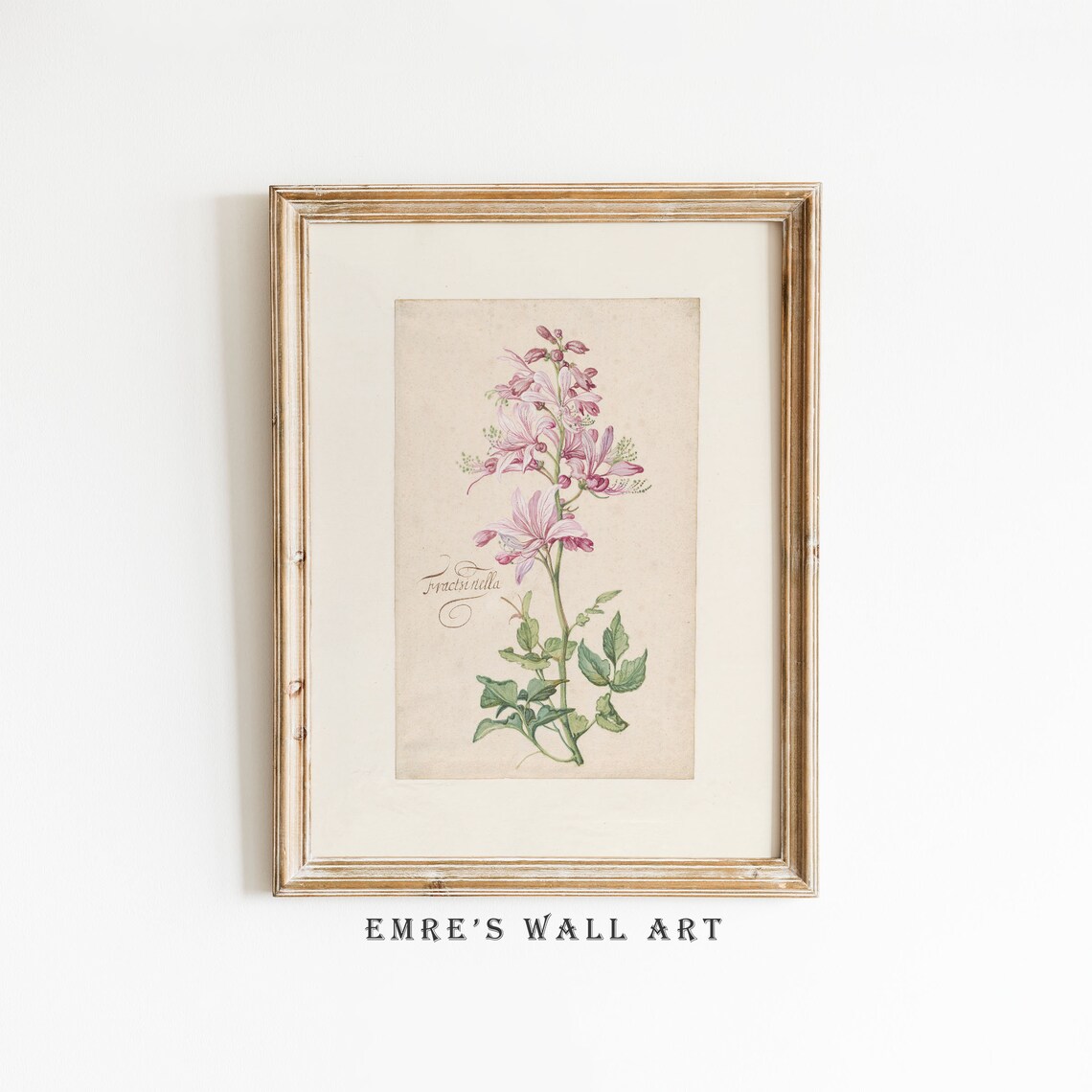 Pink Fraxinella Flower Vintage Botanical Engraving Floral Poster