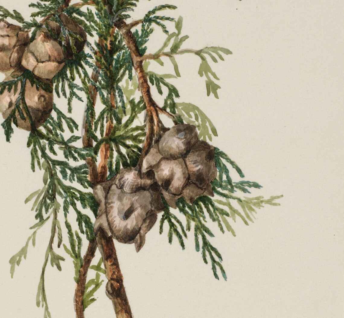 Winter Branch Christmas Vintage Antique Poster - Image 4