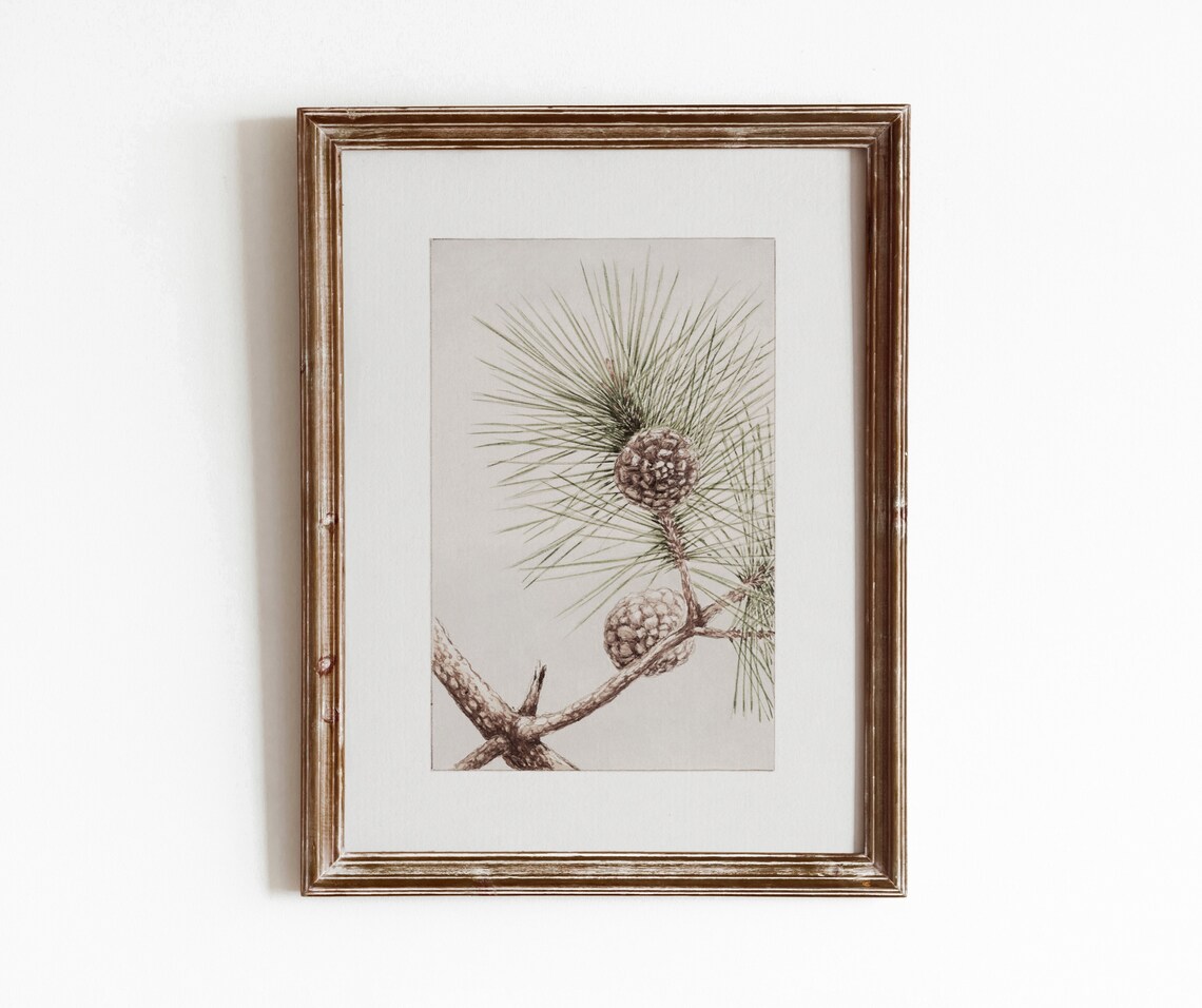 Matsu Pine Vintage Winter Botanical Art Print