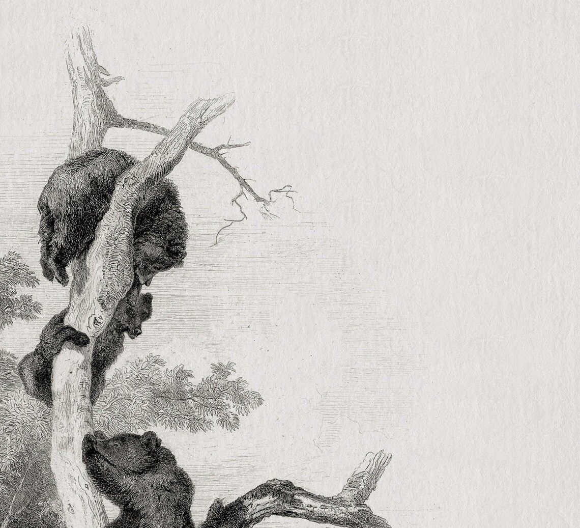 Bear Sketch Vintage Black and White Art Print - Image 3