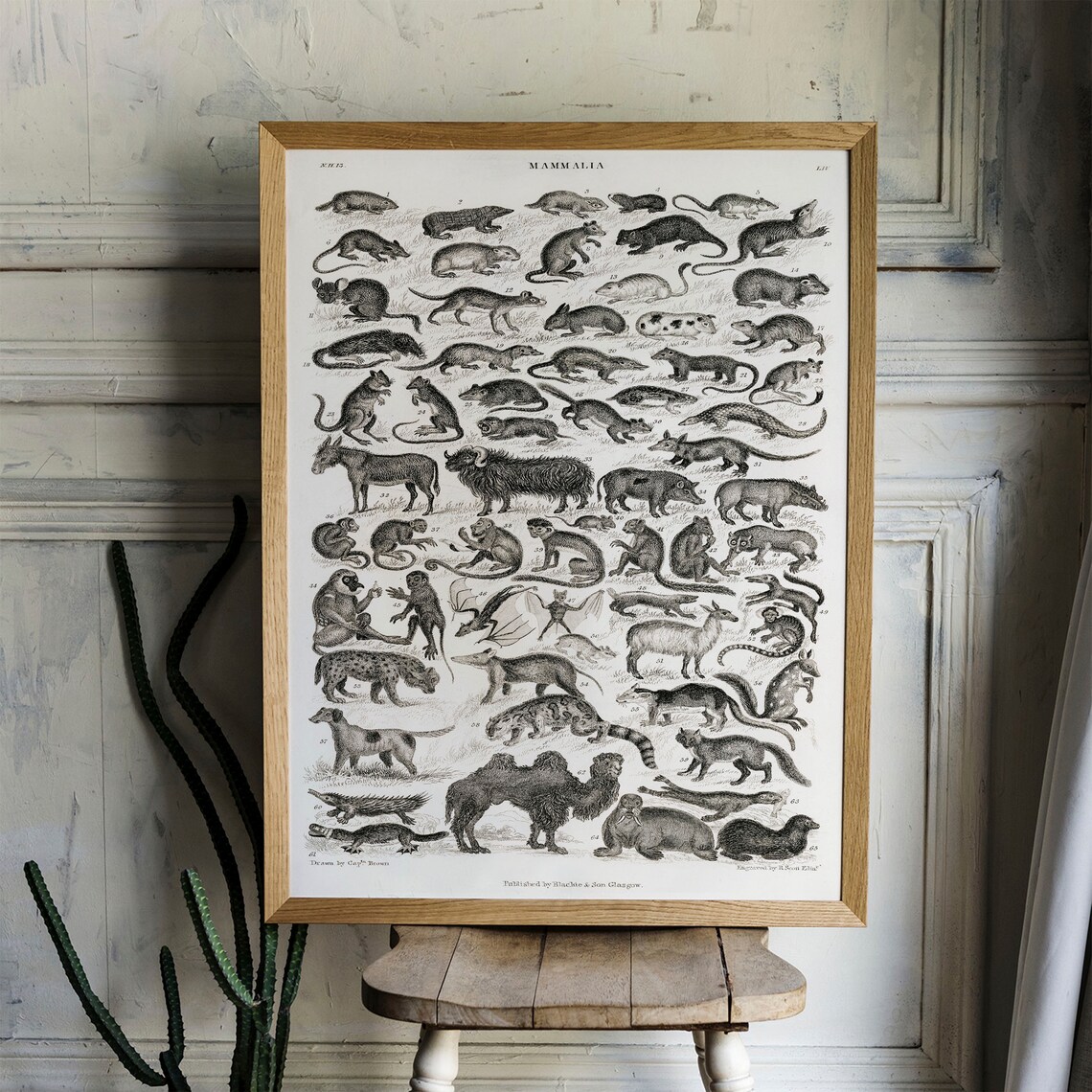 Antique Mammalia Engraving Chart Vintage Animal Species Poster - Image 4