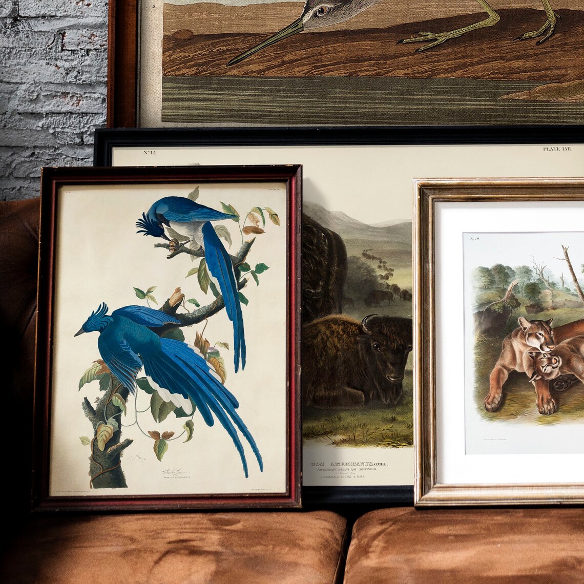 Columbia Jay Vintage Bird Drawing Art Print - Image 2