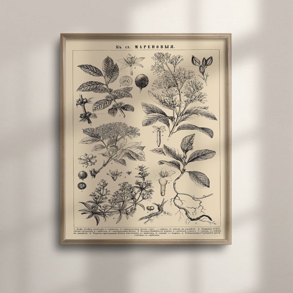 Vintage Botanical Floral Illustration, Art Print