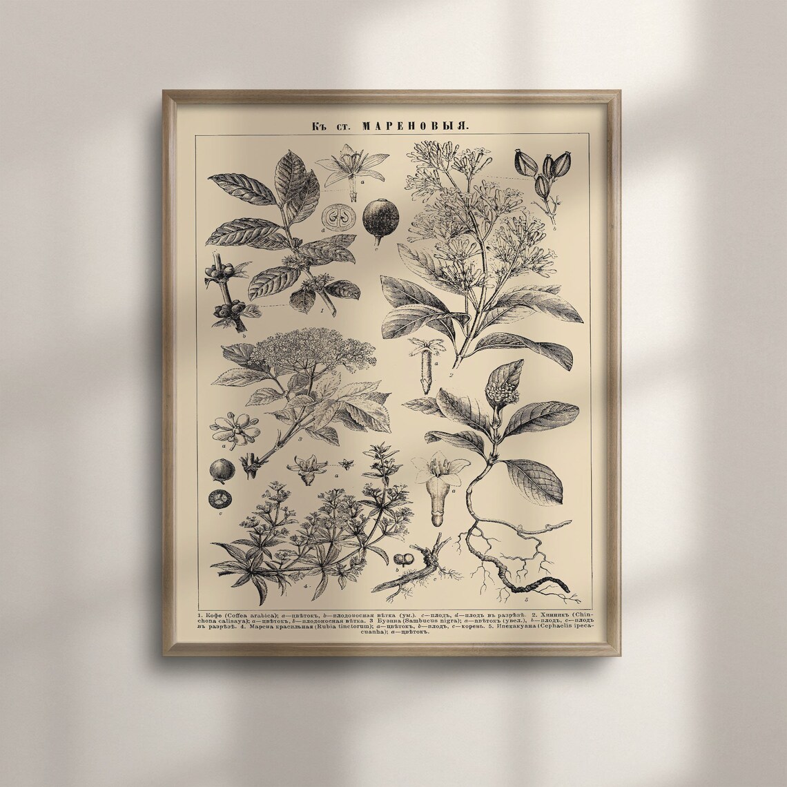Vintage Botanical Floral Illustration, Art Print