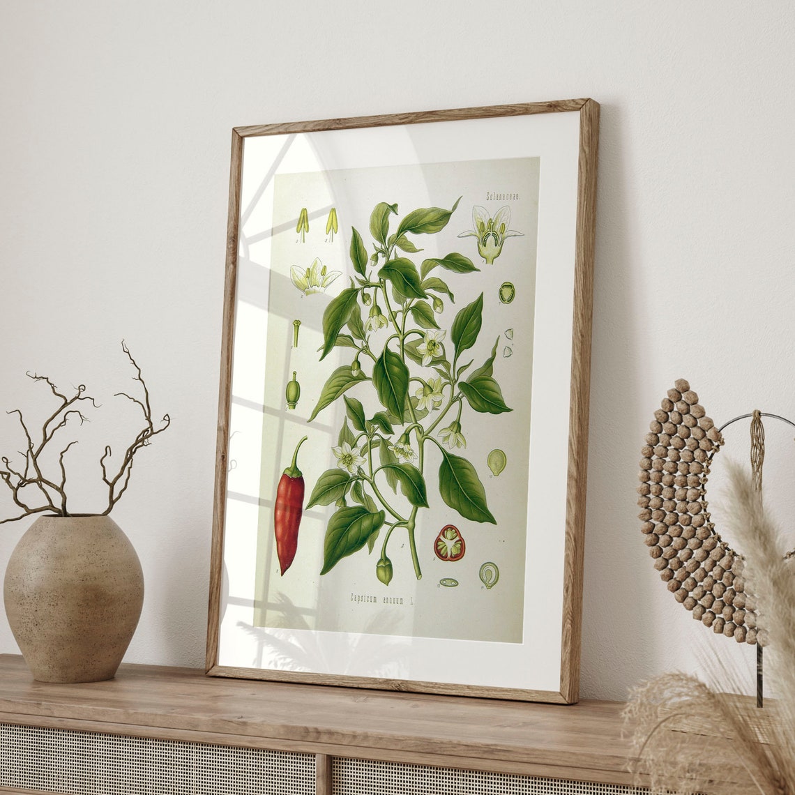 Chili Pepper Capsicum Annuum Vintage Botanical Illustration Poster - Image 4
