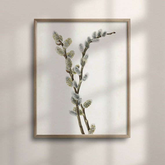 Vintage Botanical Roses Art Print, Rustic Farmhouse Decor