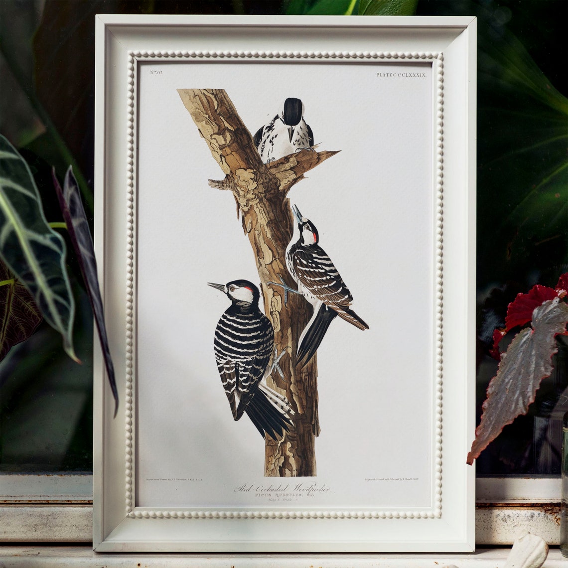 Red Cockaded Woodpecker Vintage Audubon Ornithology Bird Art Poster - Image 4