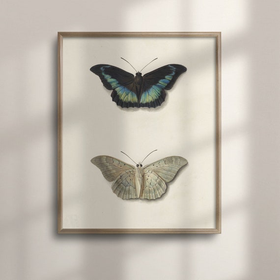 Vintage Butterfly Art Print Antique Taxidermy Farmhouse Decor Wall Art Poster Butterfly Painting C16 1362