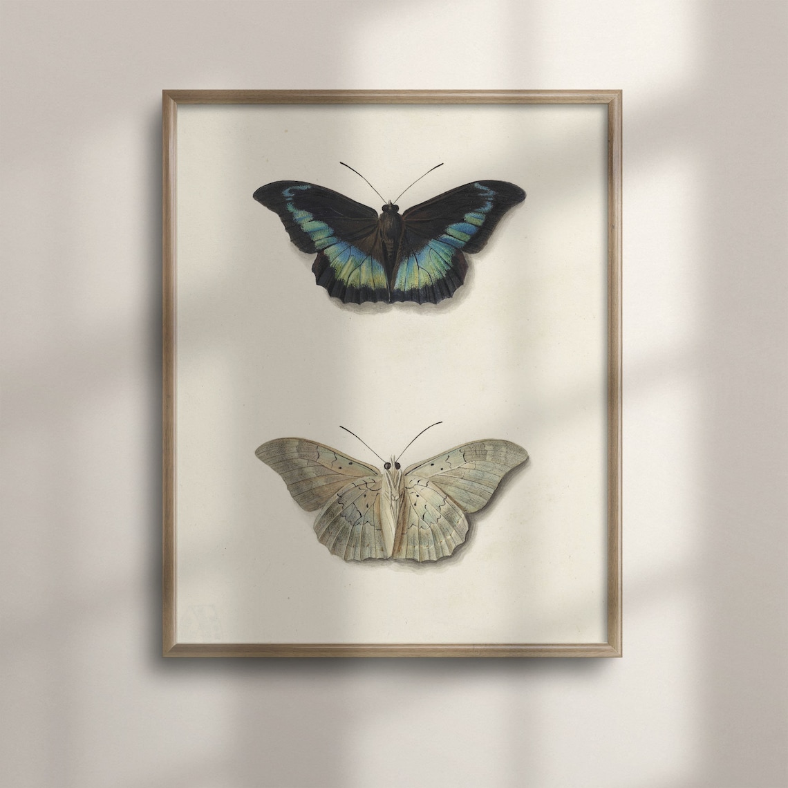 Vintage Entomological Illustration Of Two Butterflies Art Poster