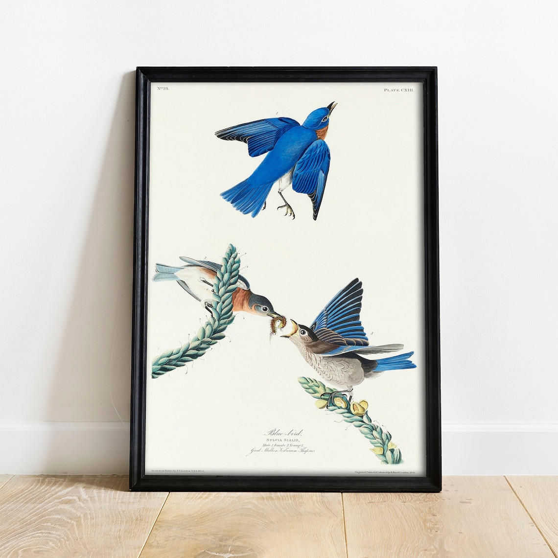 Blue Bird Antique Bird Painting Vintage Art Print