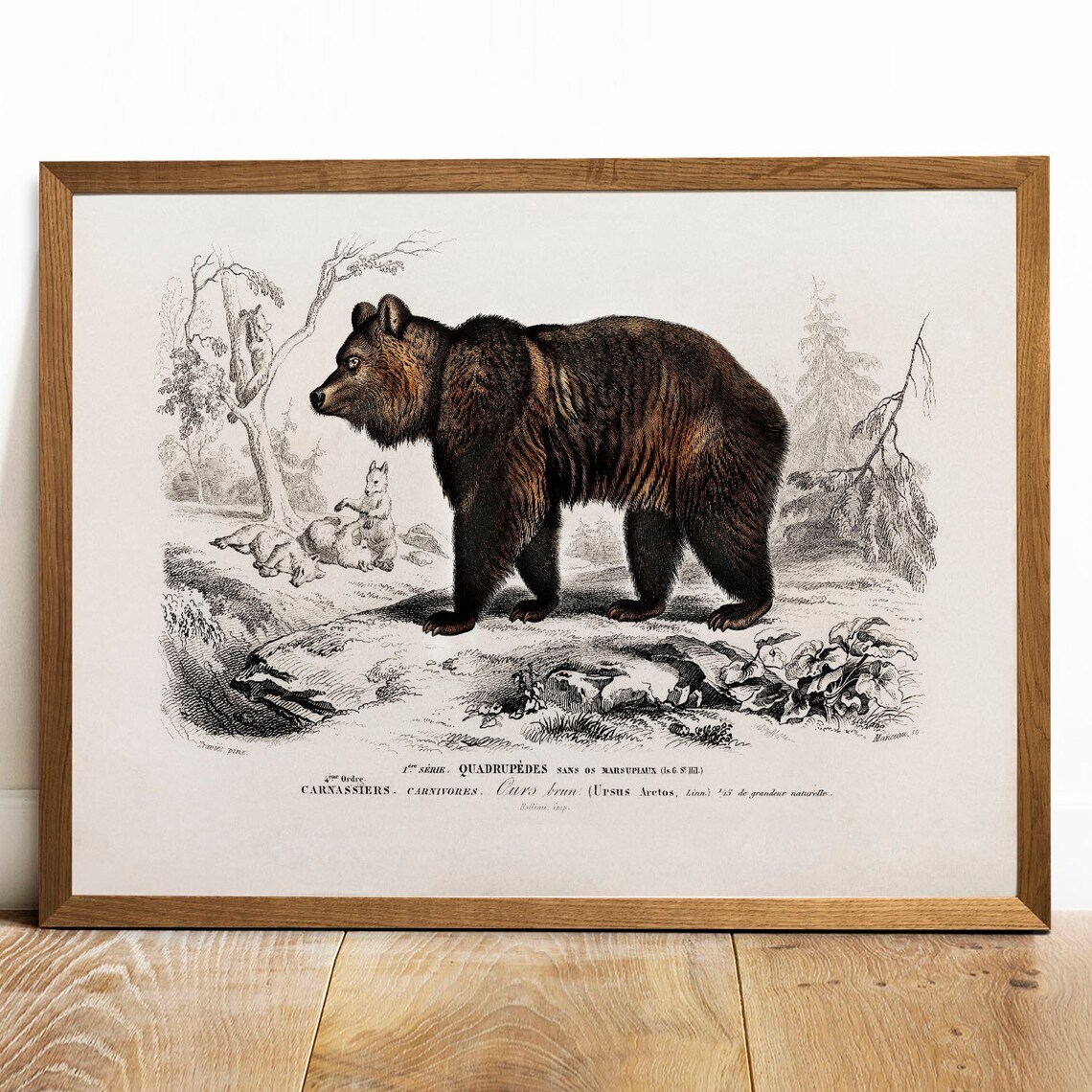 Brown Bear Antique Animal Drawing, Vintage Poster