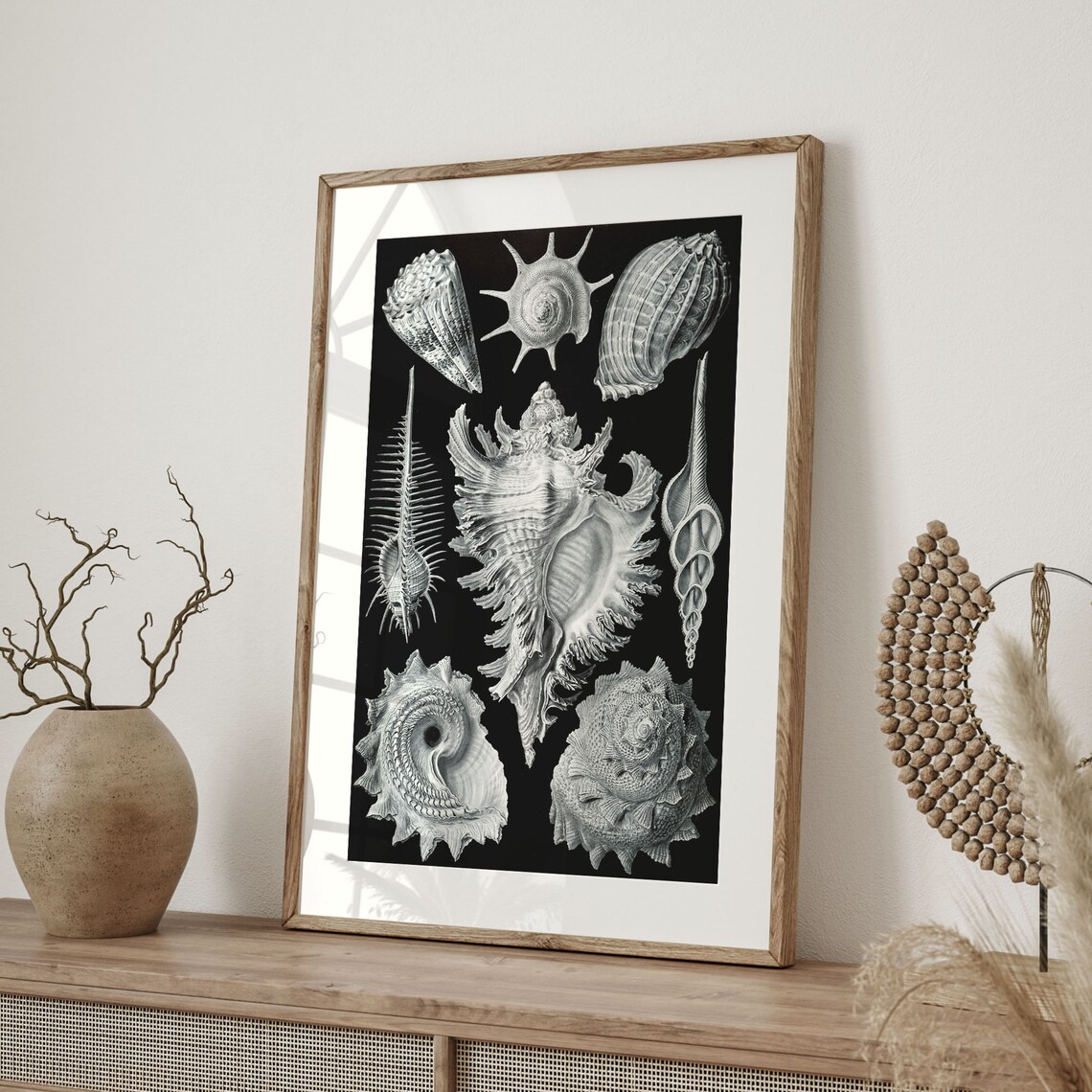 Ernst Haeckel Inspired Vintage French Seashell Art Print - Image 4