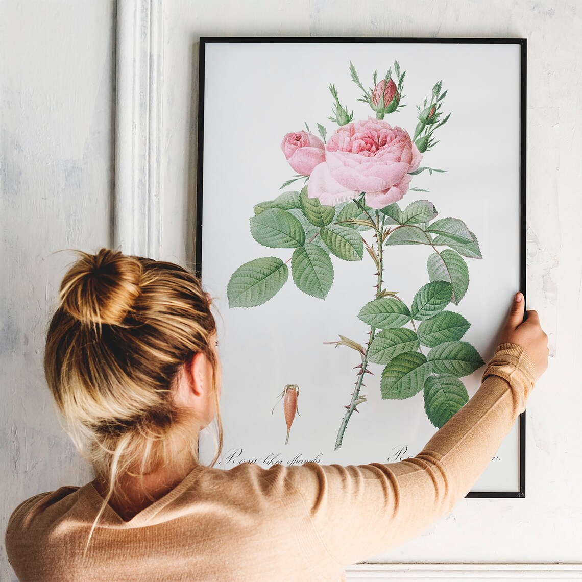 Antique Pink Rose Botanical Art Print, Vintage - Image 3