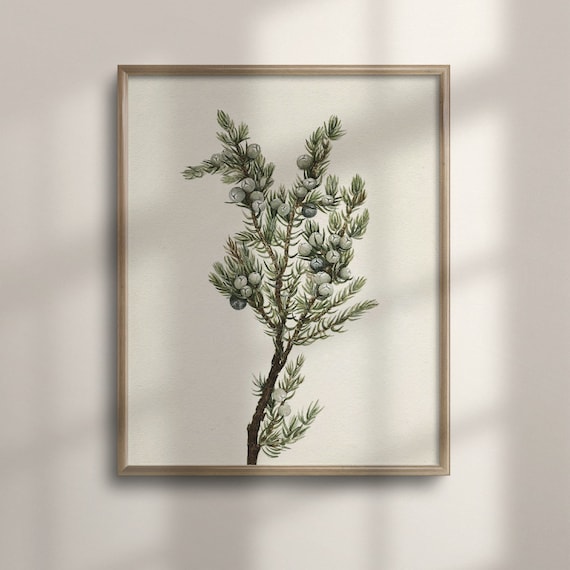 Vintage Juniper Branch Botanical Art Rustic Winter Berry Wall Poster