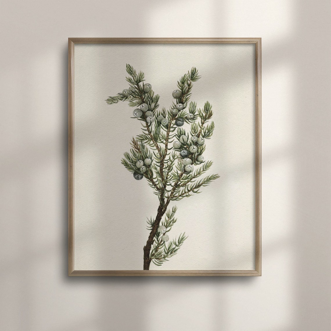 Vintage Juniper Branch Botanical Art Rustic Winter Berry Wall Poster