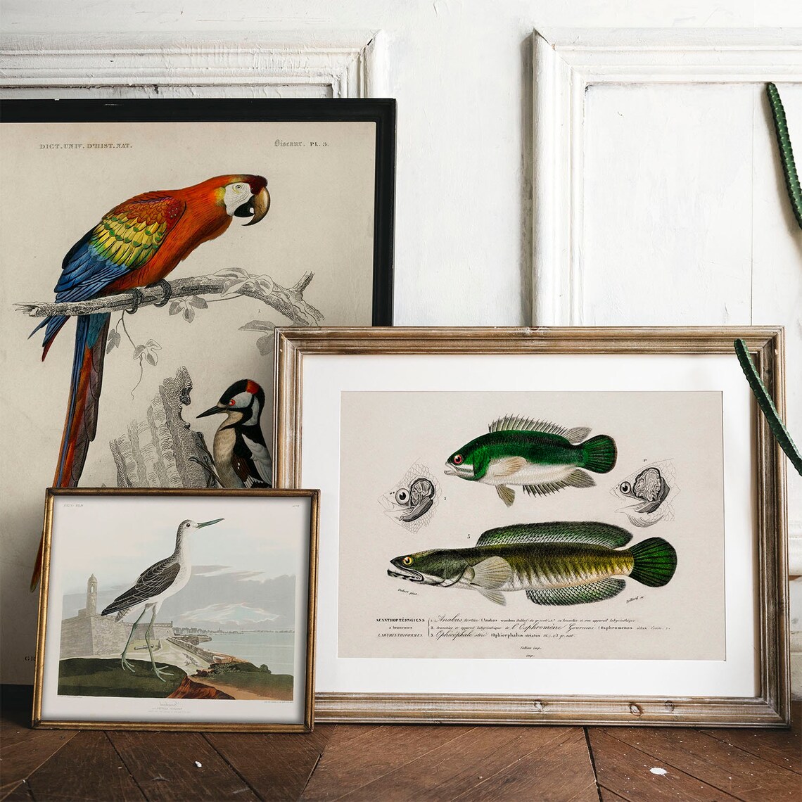 Fisherman Antique Vintage Fish Poster Print - Image 2