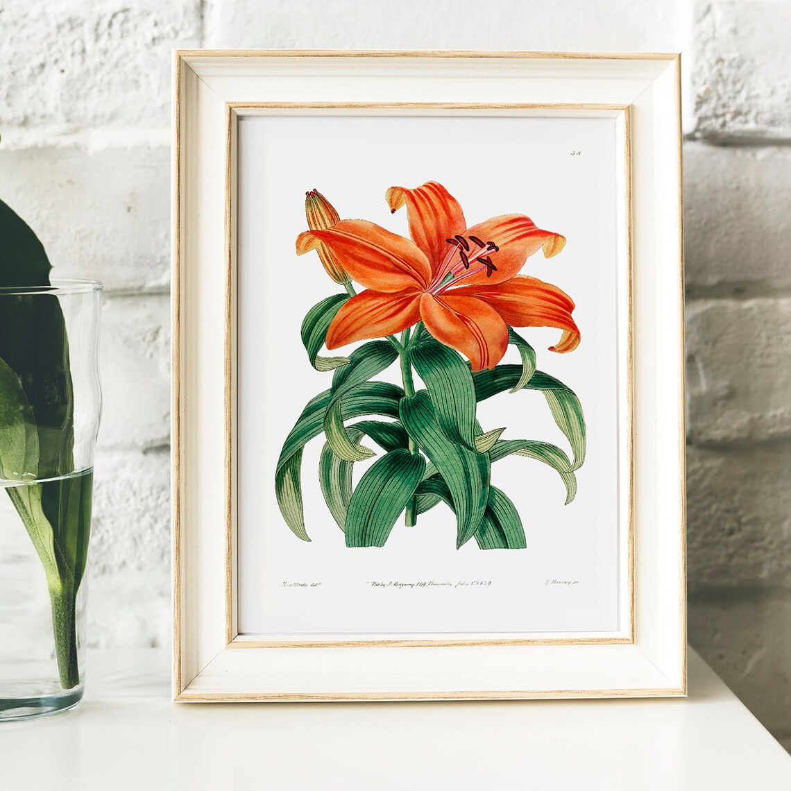 Orange Lily Vintage Botanical Poster Print