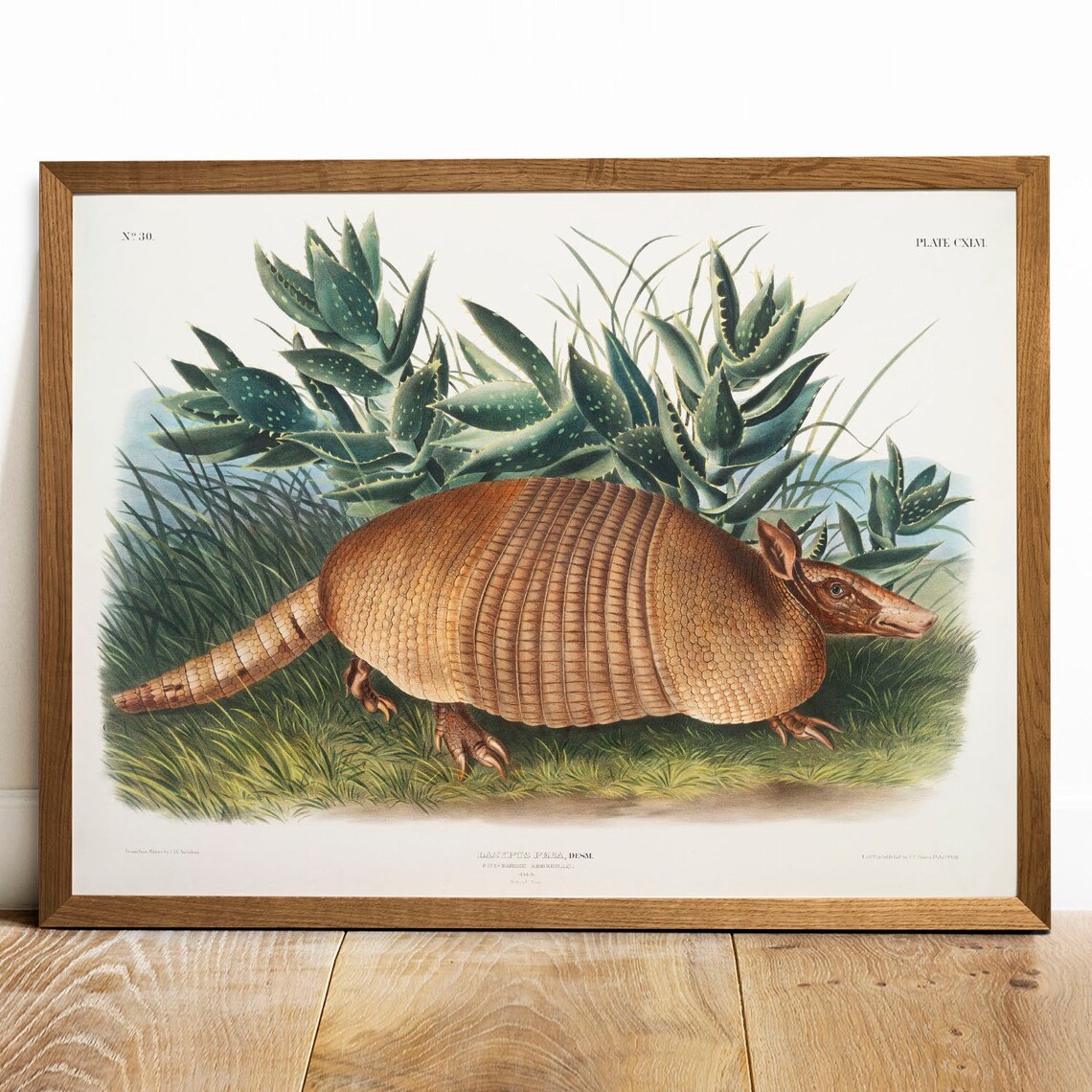 Antique Armadillo Vintage Animal Art Print