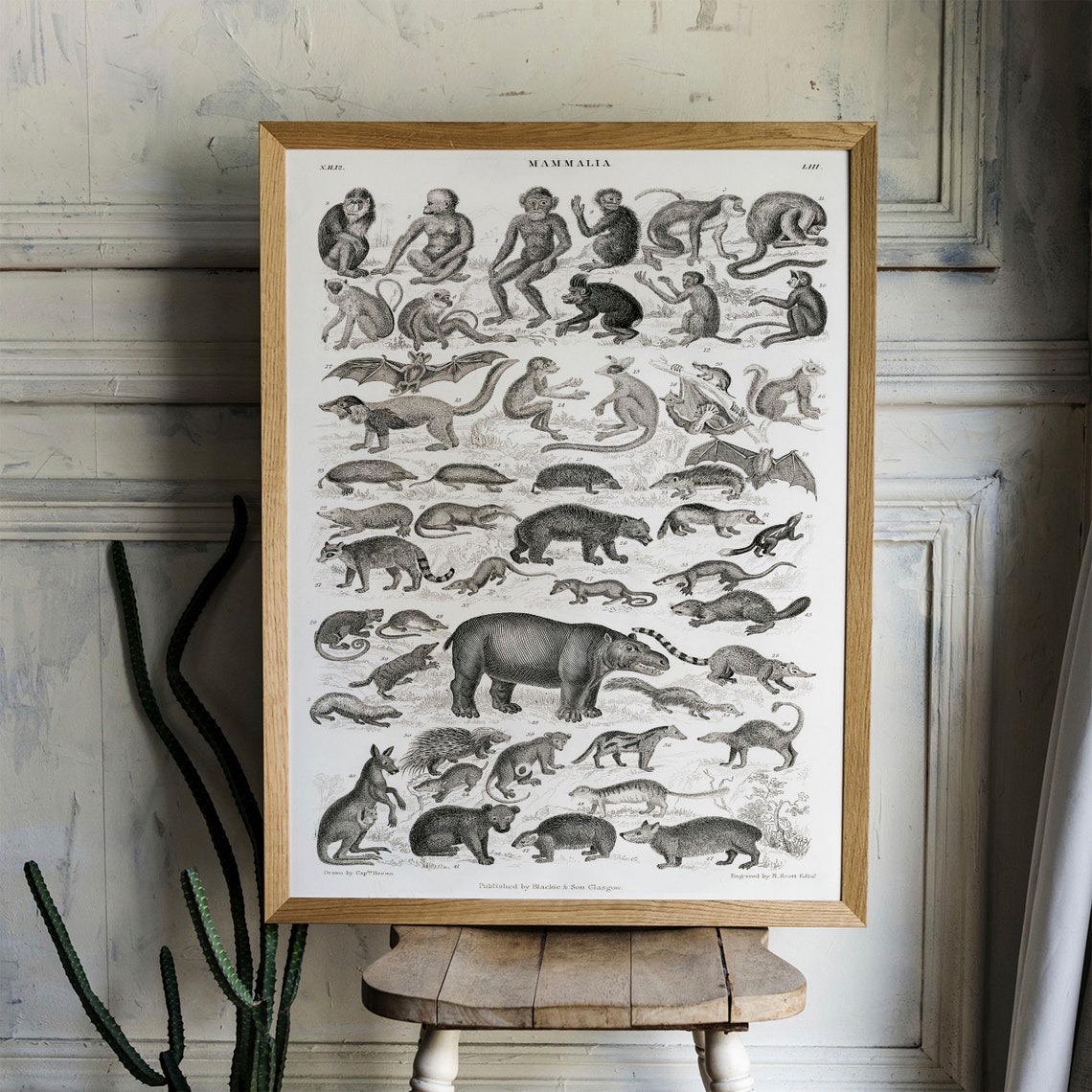 Mammalia Vintage Natural History Mammals Engraving Chart Poster - Image 4