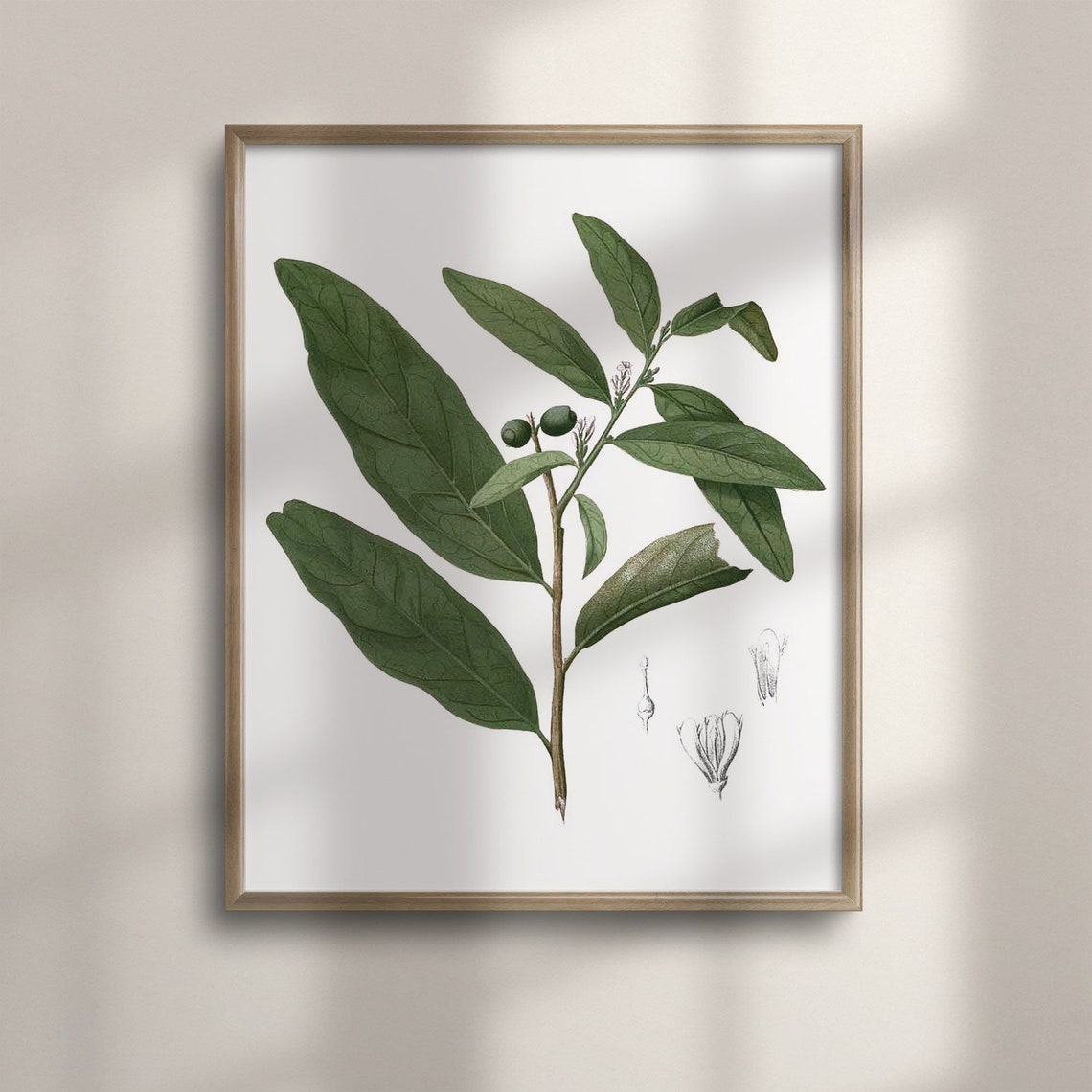 Vintage Olive Branch Botanical Sketch Minimal Kitchen Art Poster