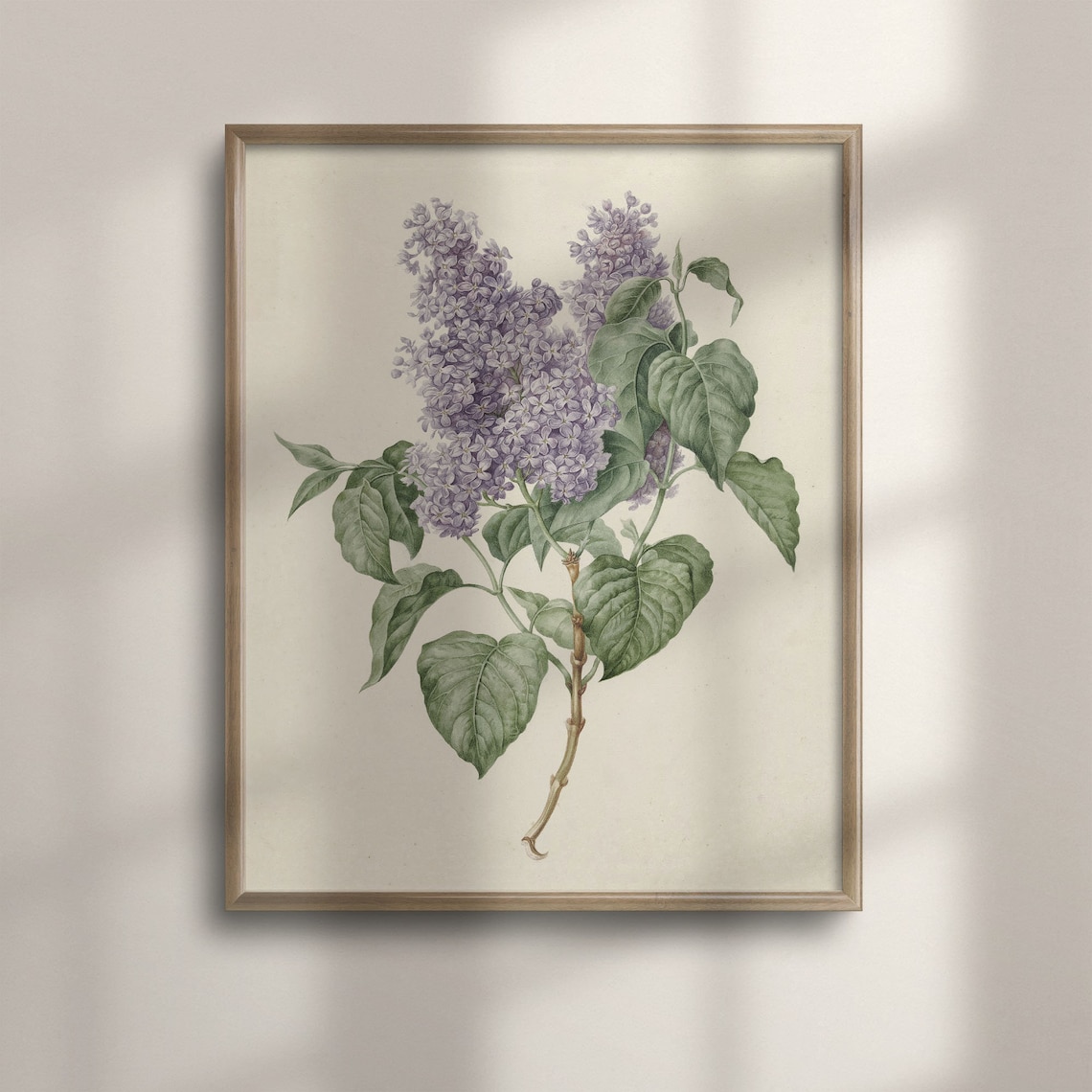 Purple Lilac Vintage Botanical Flower Illustration Art Poster