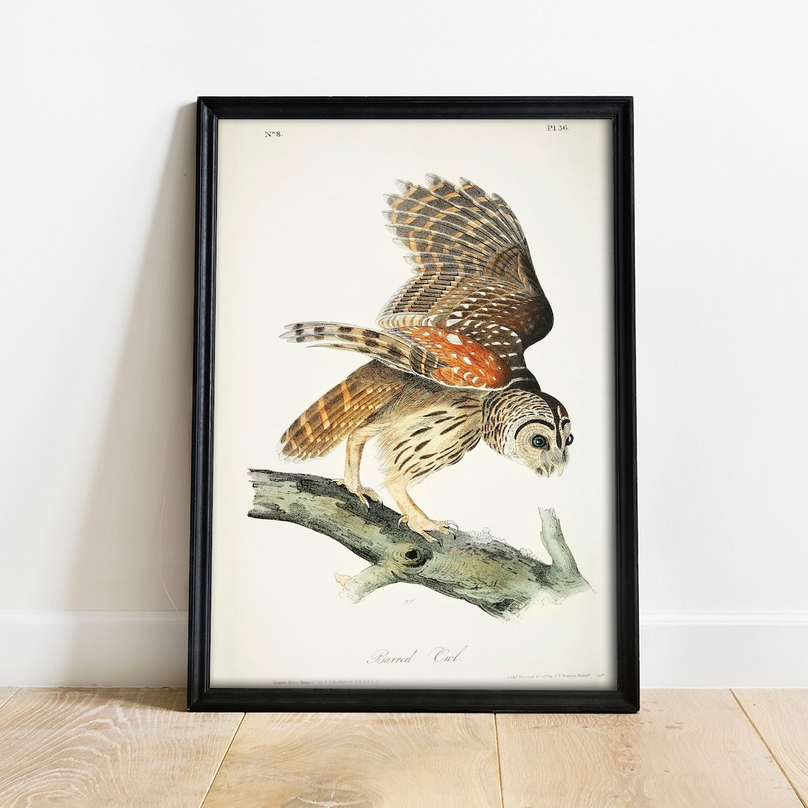 Barred Owl Antique Bird Drawing Vintage Art Print - Image 4