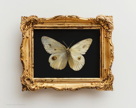 Vintage White Butterfly Print Butterfly Painting Dark Moody Insect Wall Art Academia Cottagecore Decor