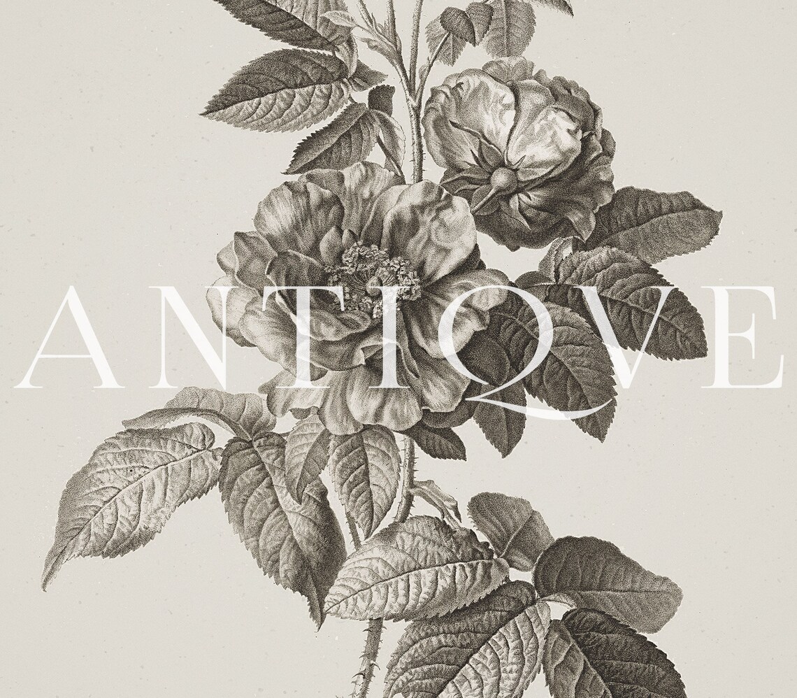 Neutral Floral Botanical Sketch Art Print - Image 3