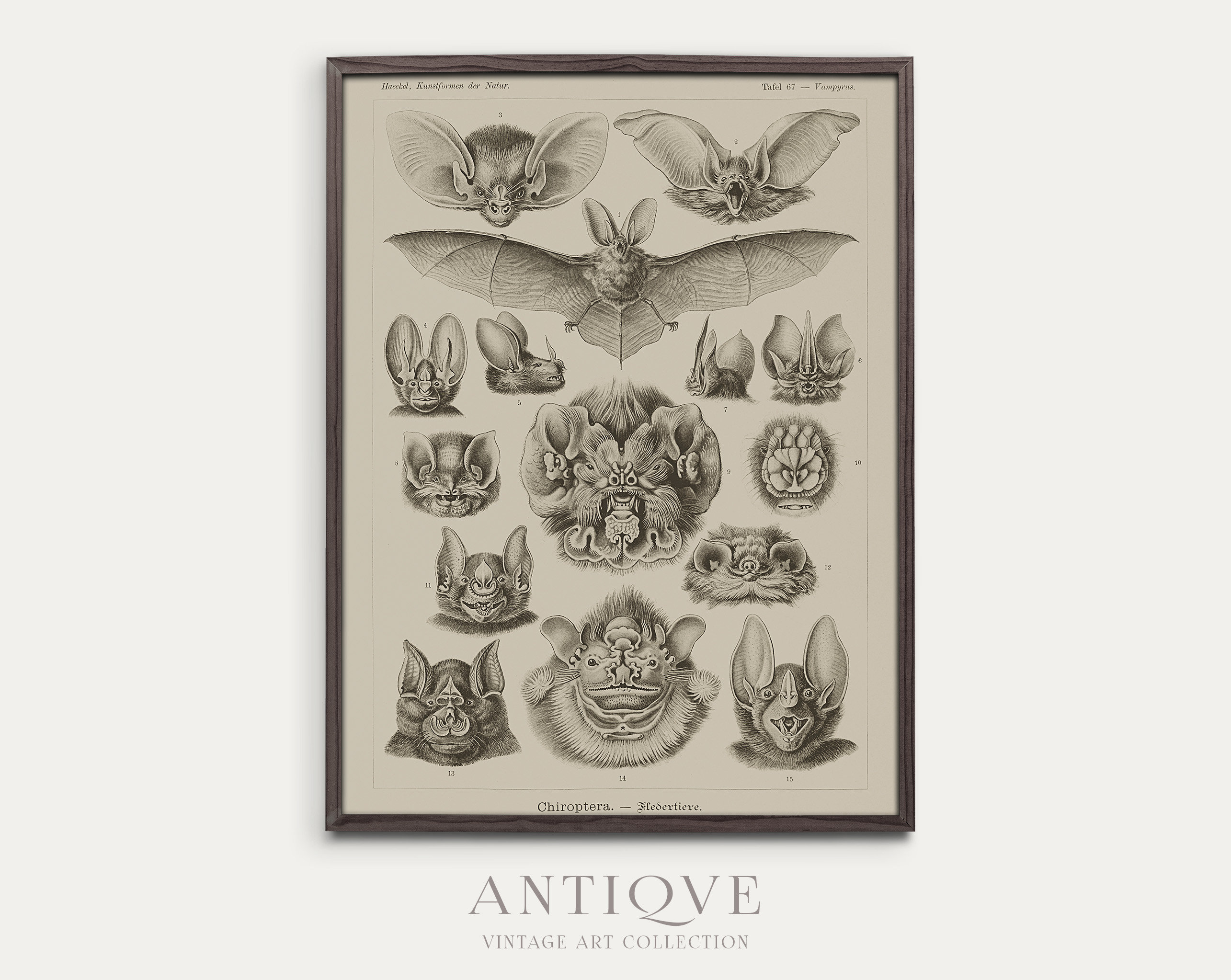 Ernst Haeckel Bats Chiroptera Antique Natural History Plate Poster - Image 4