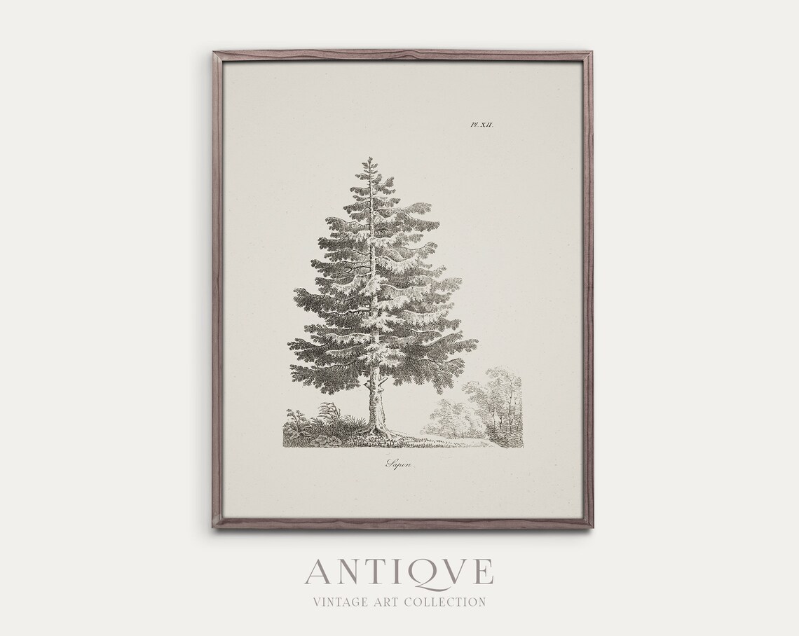Vintage Tree Sketch, Botanical Art Print