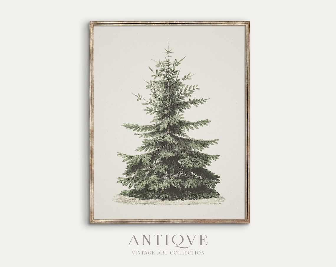 Vintage Fir Botanical Sketch Christmas Tree Art Print