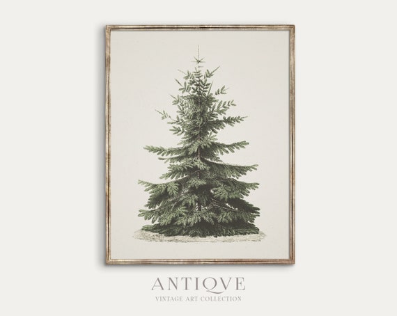 Vintage Fir Botanical Sketch Christmas Tree Art Print