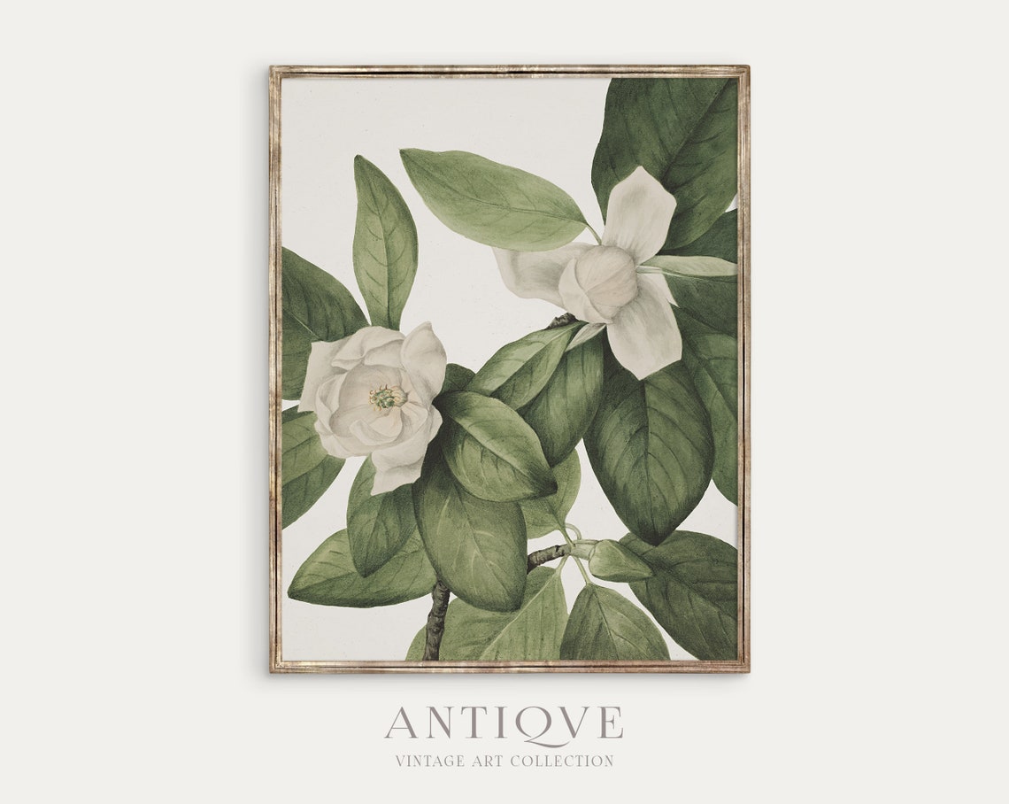 White Magnolia Blossoms Green Leaves Vintage Botanical Poster
