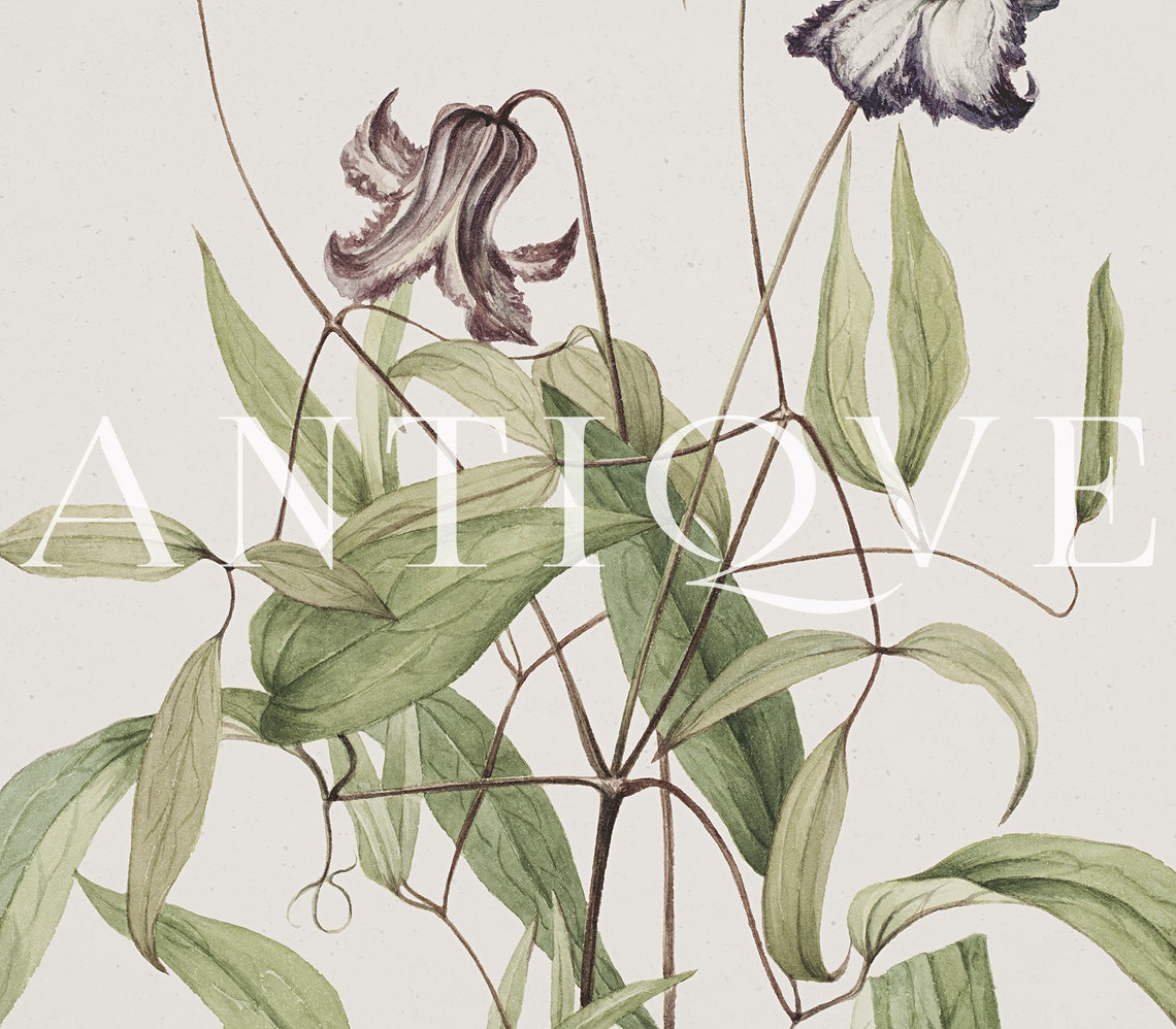 Clematis Flower Vine Antique Botanical Engraving Study Poster - Image 3