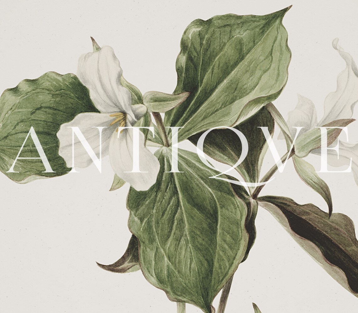 White Flowers Painting, Botanical Art Print - Image 3