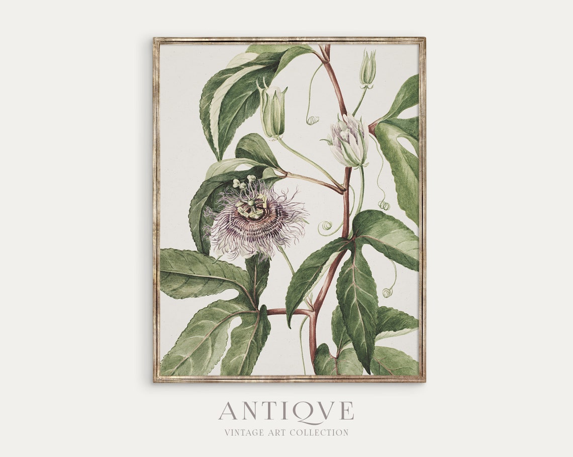 Passionflower Vine Antique Botanical Engraving Floral Poster