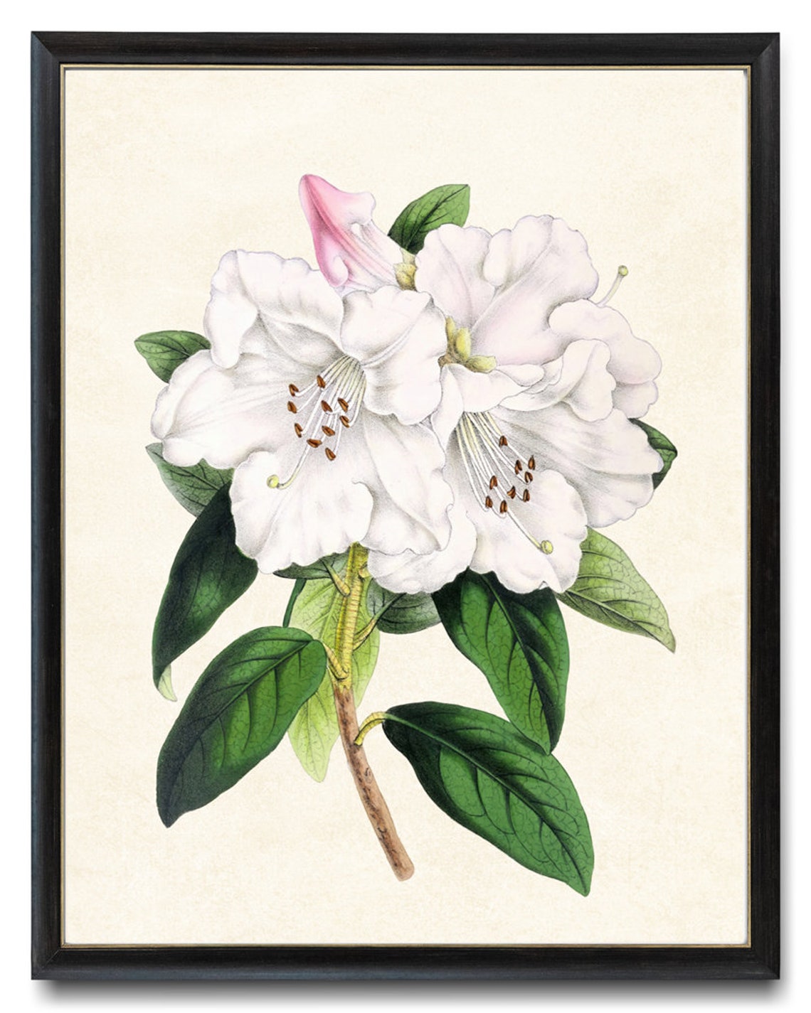White Rhododendron Princess Alice Grand Antique Botanical Study Poster