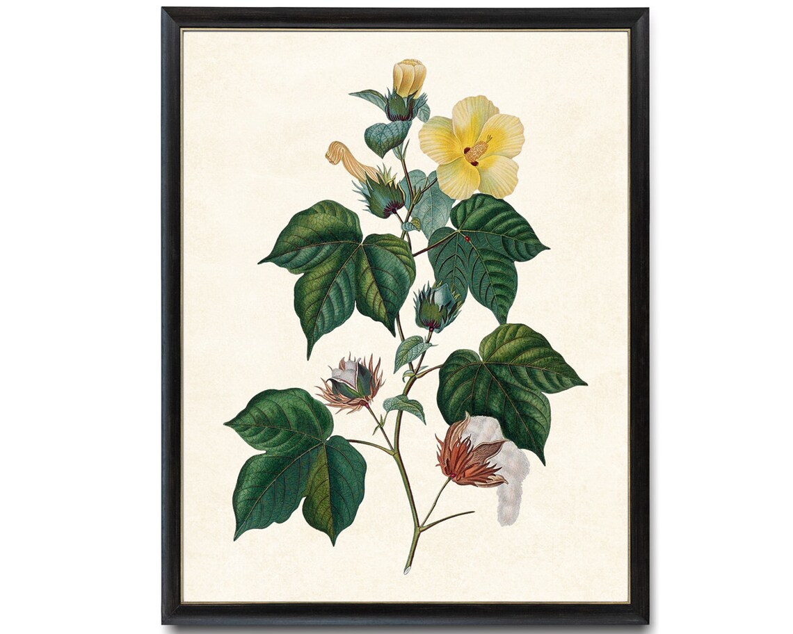 Cotton Plant Vintage Illustration Botanical Art Print - Image 4