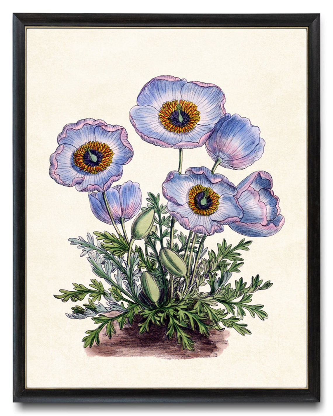 Blue Himalayan Poppy Blooms Grand Vintage Botanical Study Poster